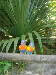 jardin couple oiseaux-photos preuves 446 ret.