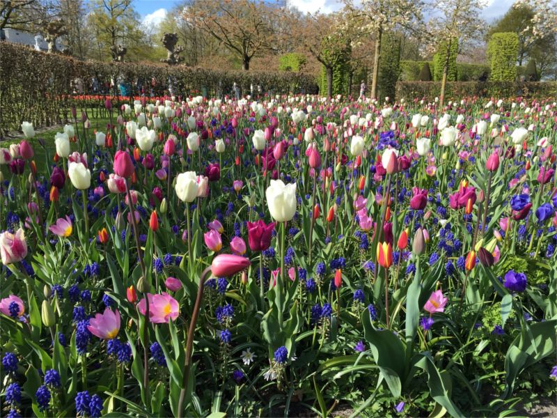 jardin kenkeuhof hollande tulipe multicolore millemariages