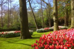 jardin kenkeuhof hollande tulipe rouge et blanche amsterdam millemariages
