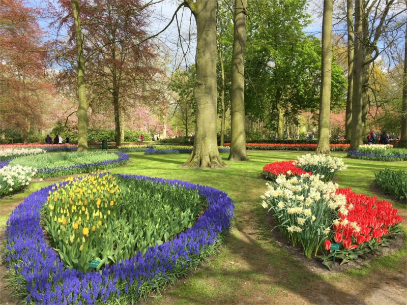 jardin-kenkeuhof-hollande-tulipe-violette-coeur-millemariages
